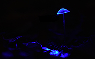 01 Mycena